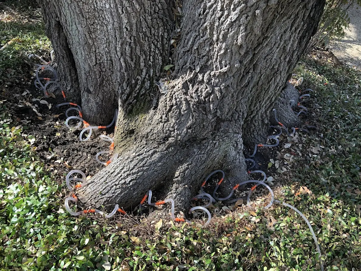 Detailed Tree Cabling and Bracing job site in Egg Harbor City