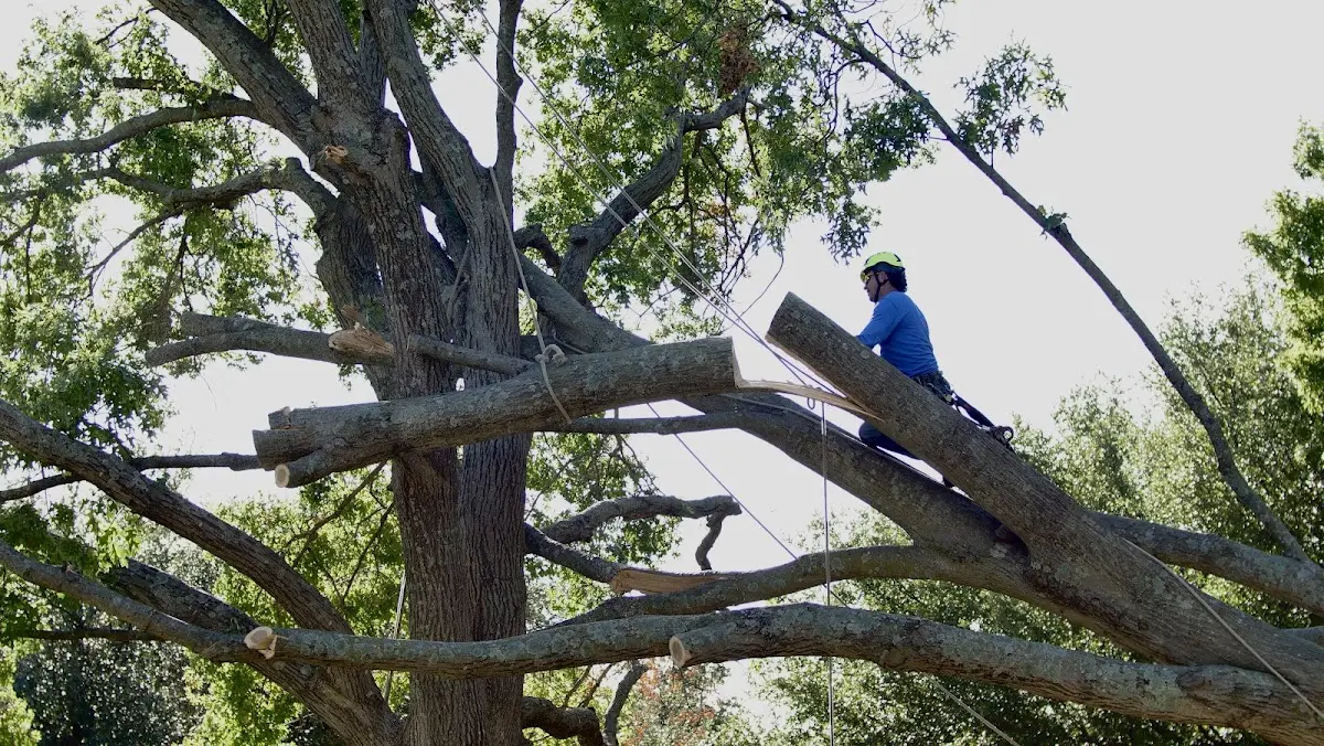 Professional Crown Thinning performed by certified arborists in Egg Harbor City