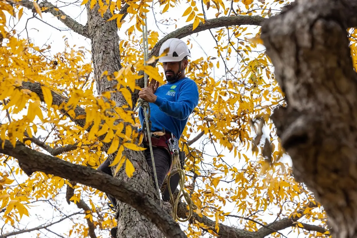 Skilled Tree Pruning crew working in Egg Harbor City