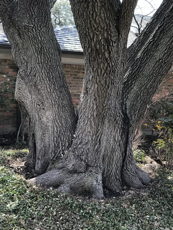 Mature heritage tree close to a Egg Harbor City property cared for by certified arborists